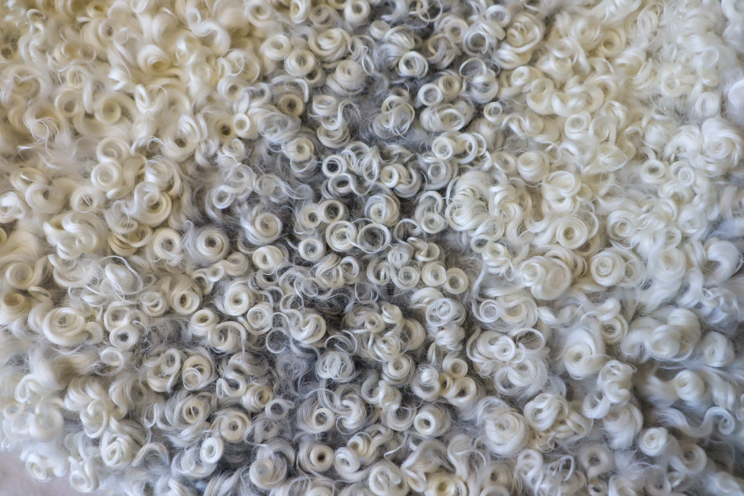 (XL) Cream Tinted Gotland Sheepskin - Image 2