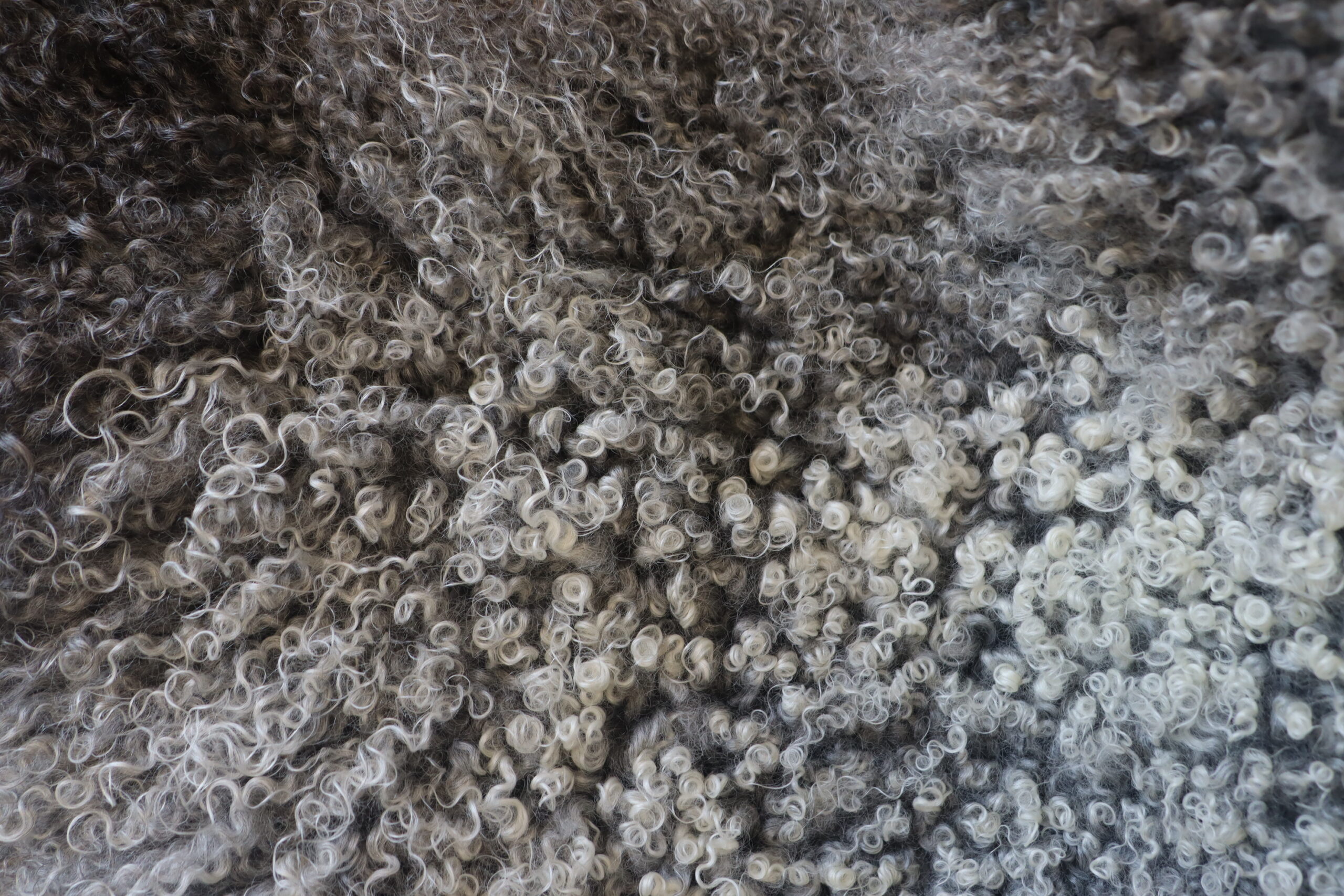 (XL) Variegated Gotland Sheepskin - Image 3