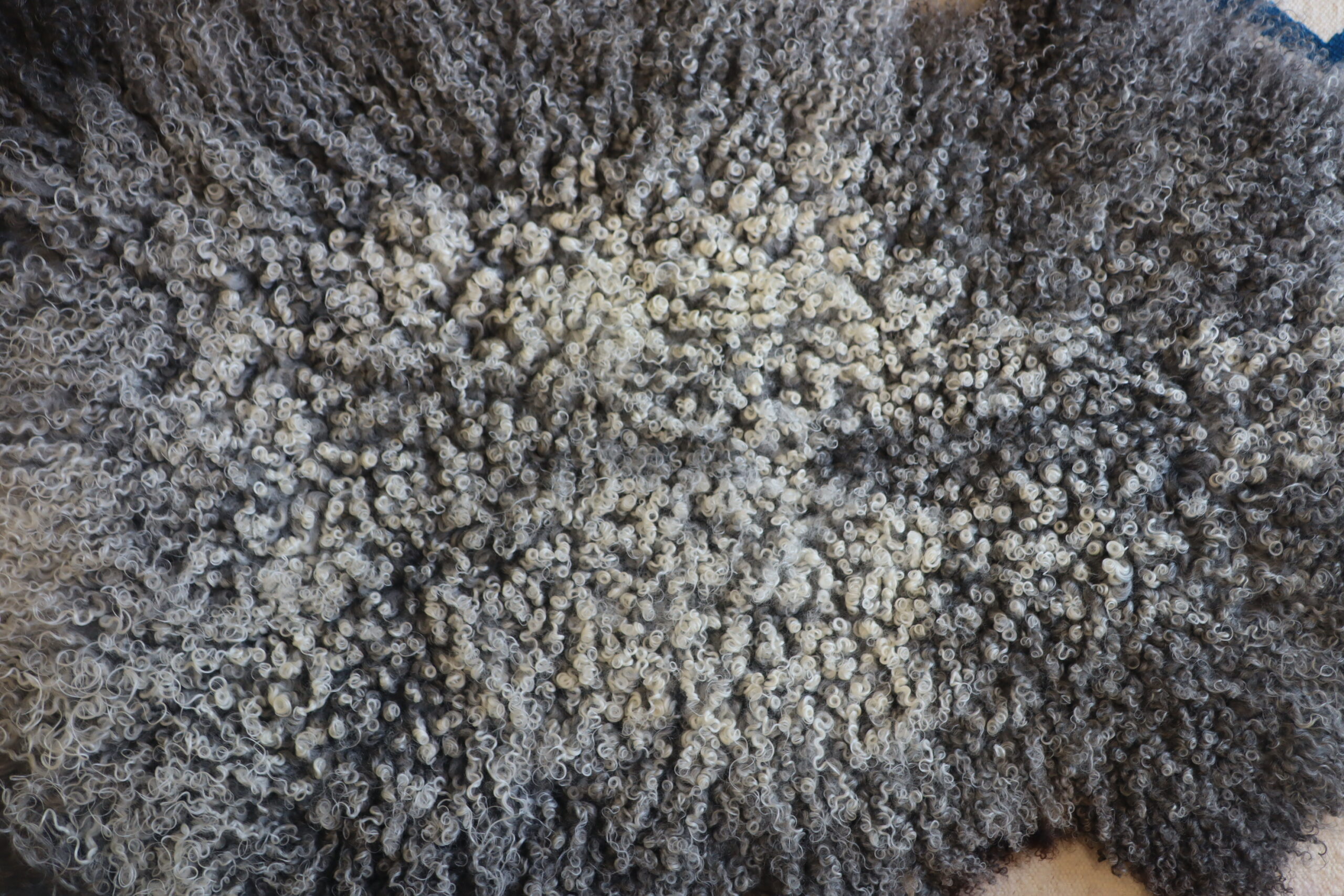 (XL) Variegated Gotland Sheepskin - Image 8